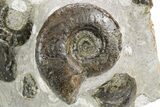 Plate of Devonian Ammonite Fossils - Morocco #259691-1